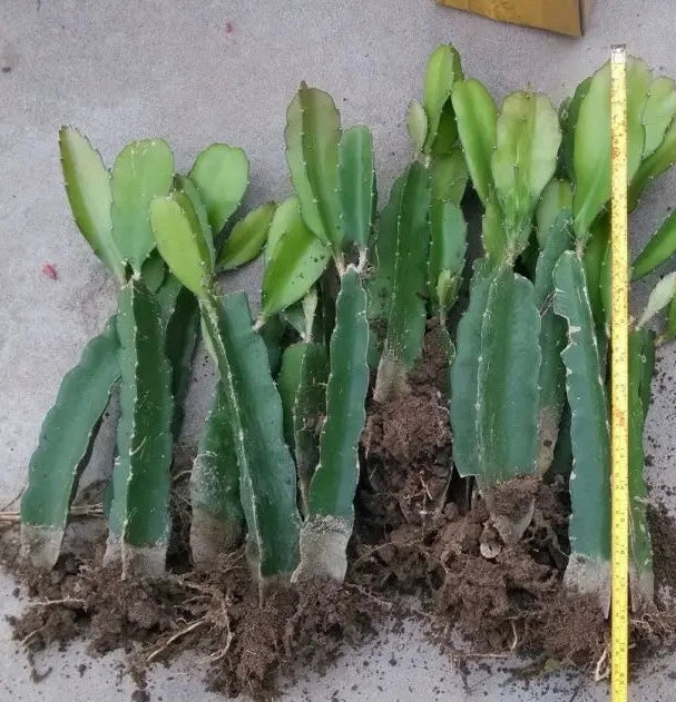 仙人掌– Victory Nursery