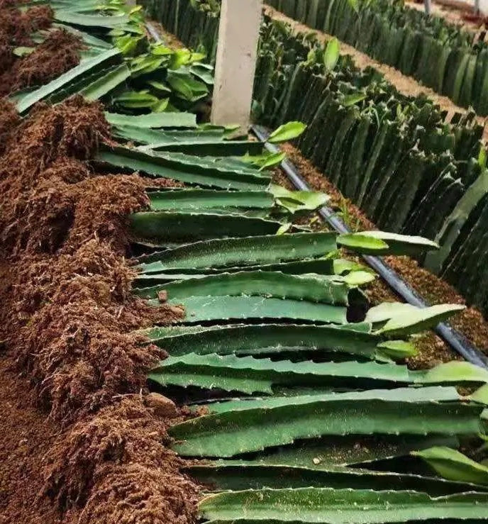 Taiwan Red Dragon Fruit