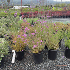 Tall Verbena