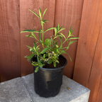 Tall Verbena