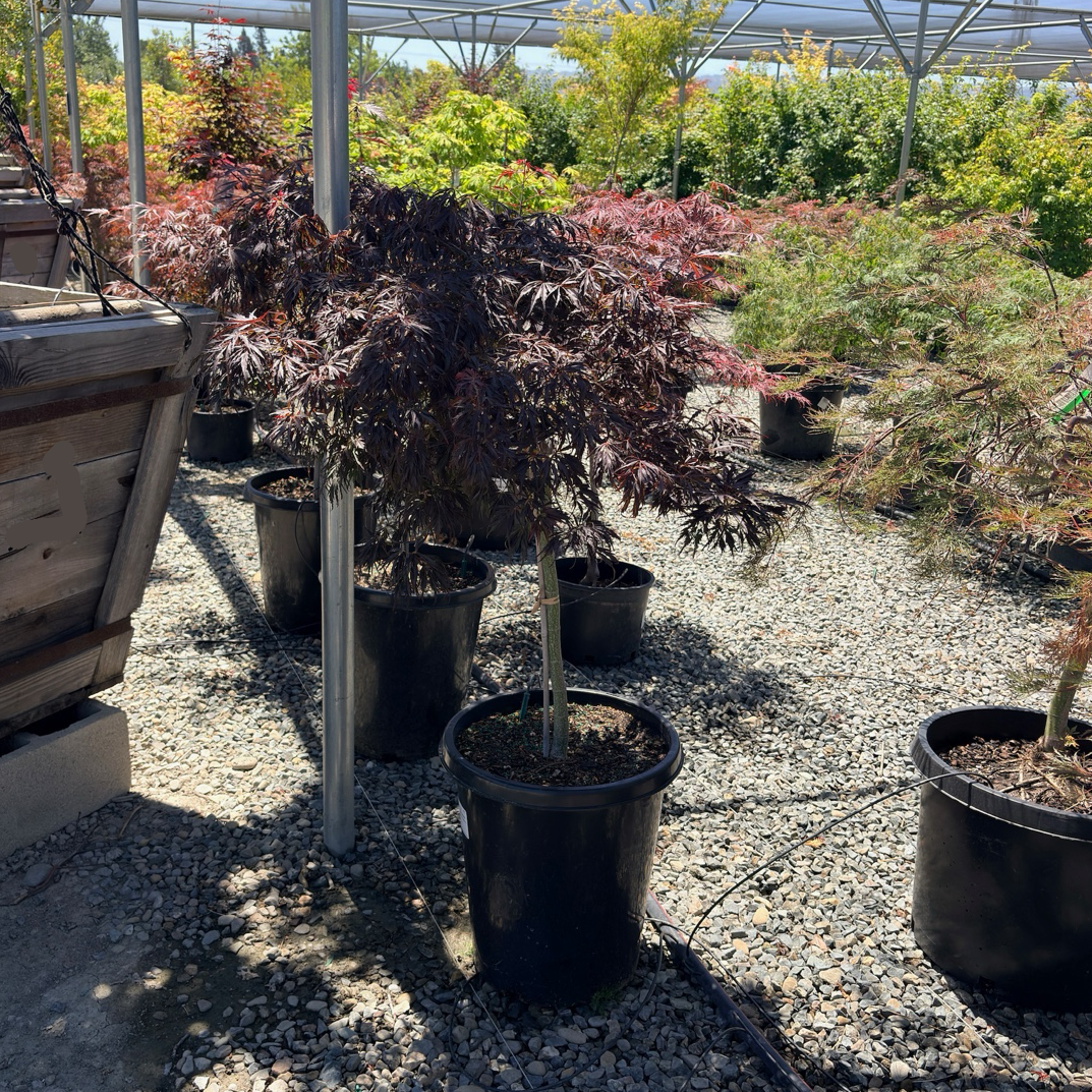 Tamukeyama Lace Japanese Maple