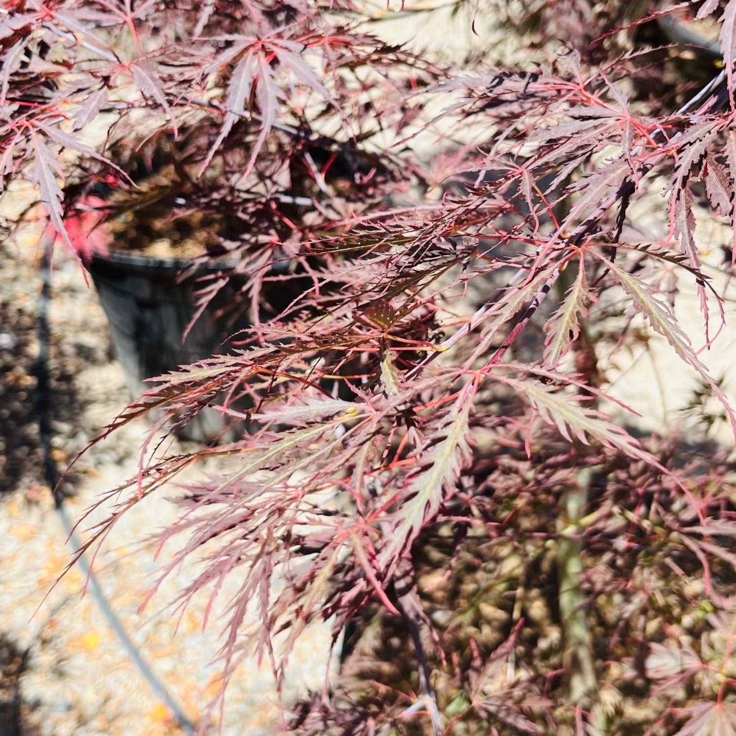 Close-up of a potted Tamukeyama Lace Japanese Maple with red and green leaves on a blurred background