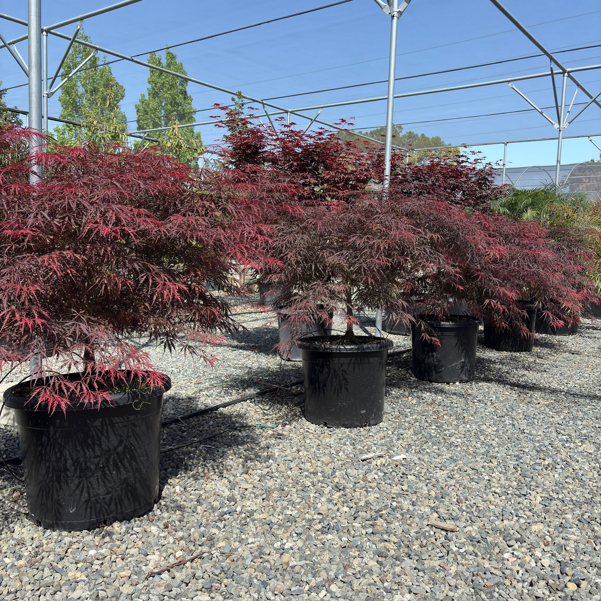 Row of potted Tamukeyama Lace Japanese Maple with red foliage in a greenhouse setting