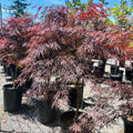 Row of potted Tamukeyama Lace Japanese Maple trees with red and purple foliage in a nursery setting.
