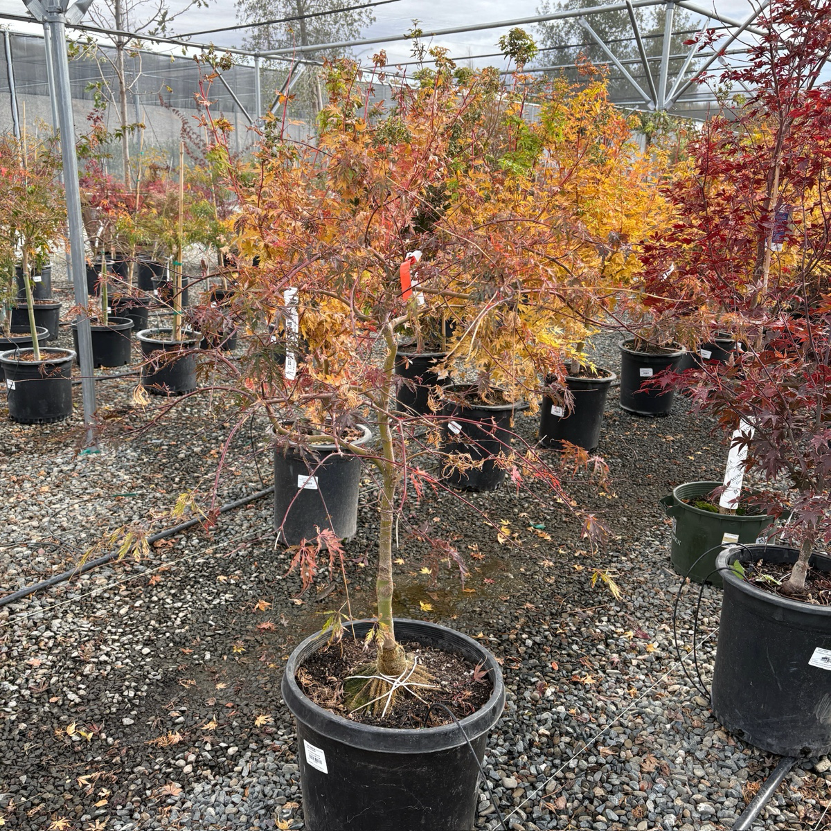 Potted Tamukeyama Lace Japanese Maple trees with autumn-colored leaves in a greenhouse setting