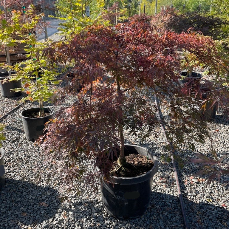 Tamukeyama Lace Japanese Maple