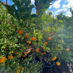 Tango Mandarin