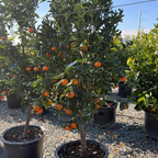 Tango Mandarin