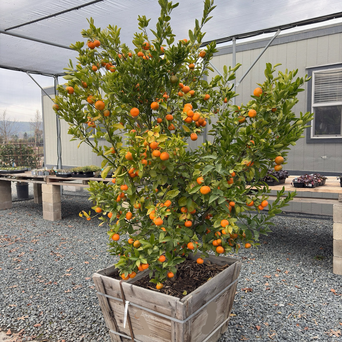 Tango Mandarin Tree