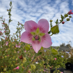 Tara's Pink Cape Mallow