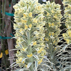 Tasmanian Tiger Spurge