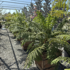 Tasmanian Tree Fern