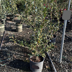 Taylor's Perfection Camellia