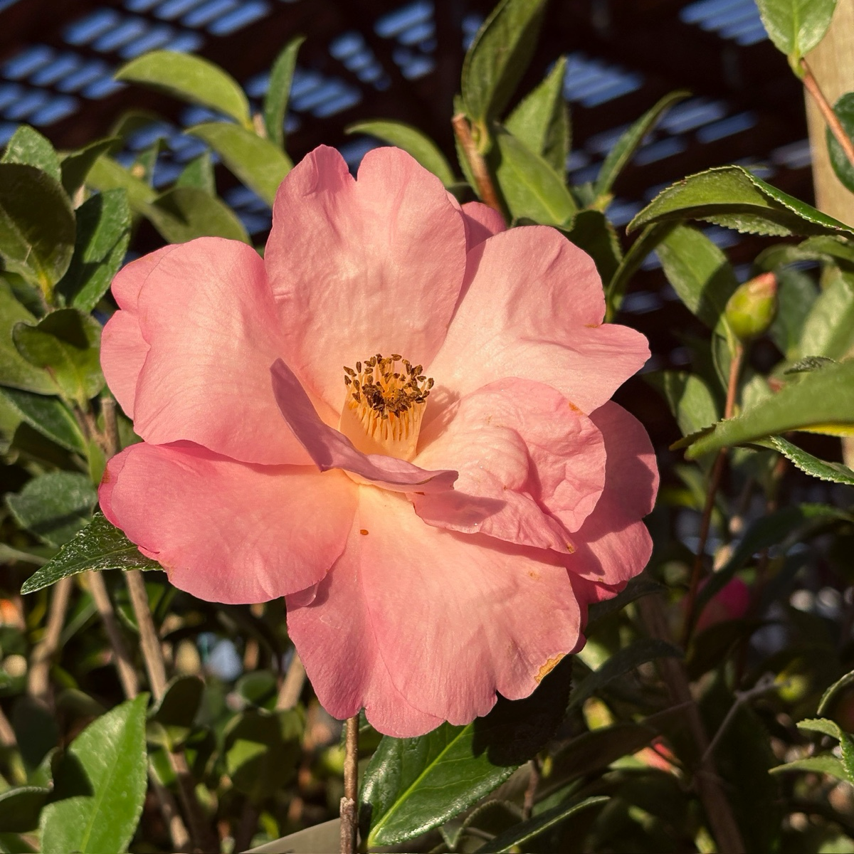 Taylor's Perfection Camellia