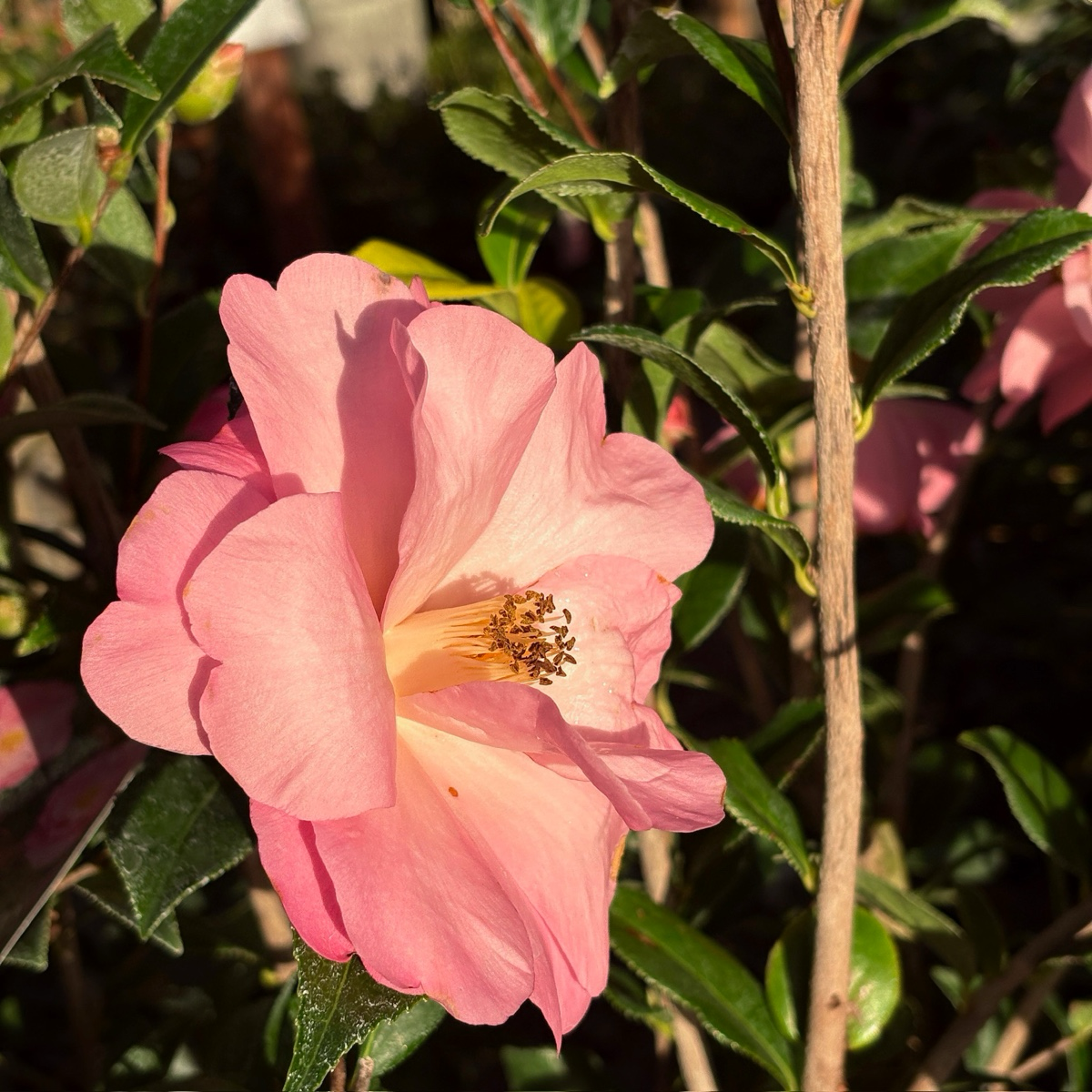 Taylor's Perfection Camellia