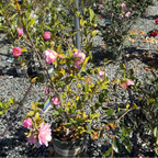 Taylor's Perfection Camellia