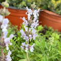 Terra Seca Black Sage
