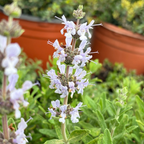 Terra Seca Black Sage