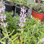 Terra Seca Black Sage
