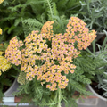 Terracotta Yarrow