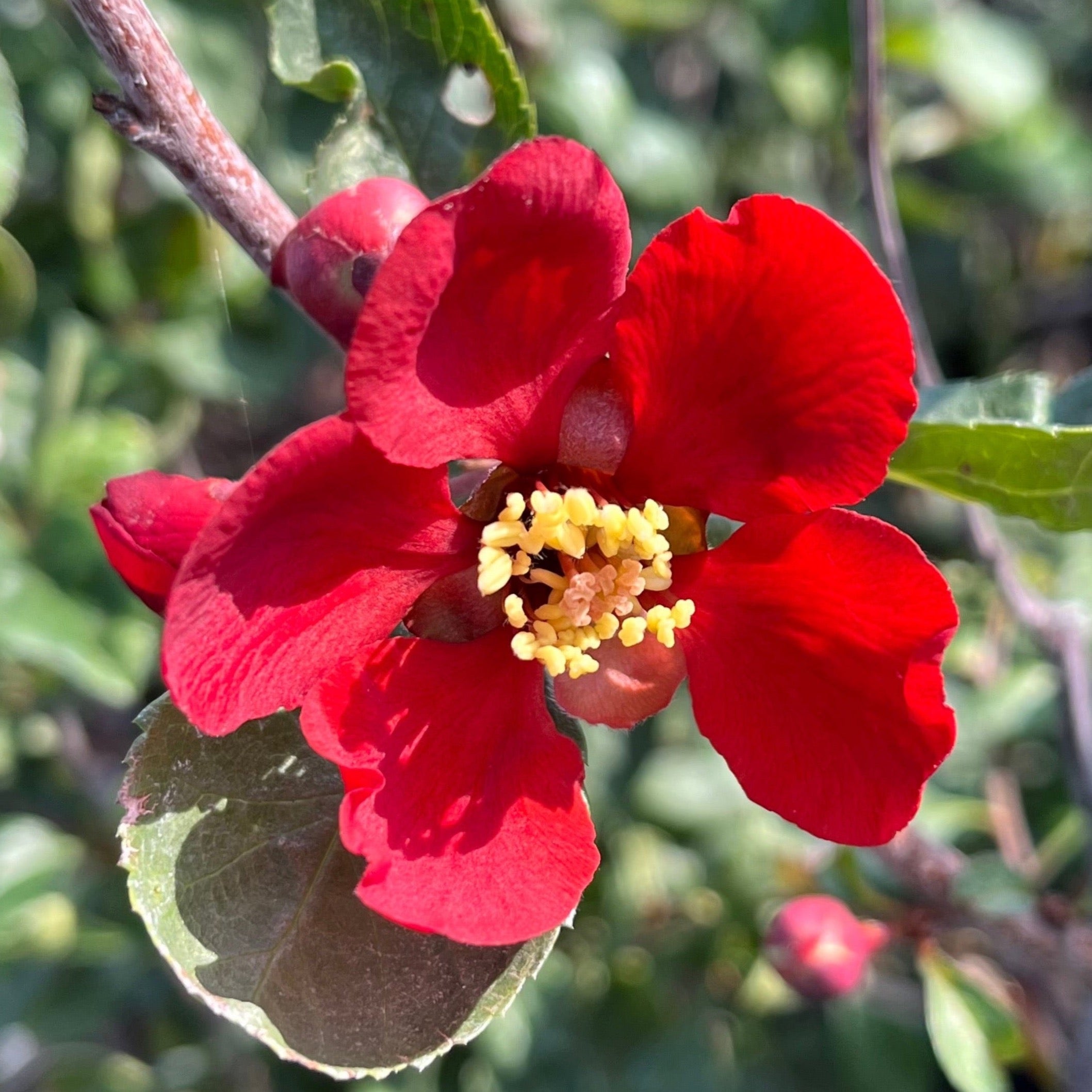 Texas Scarlet Flowering Quince