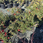 Texas Scarlet Flowering Quince