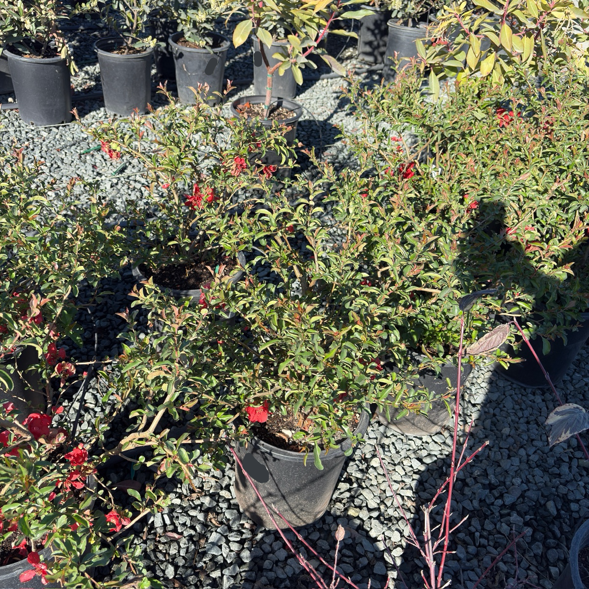 Texas Scarlet Flowering Quince
