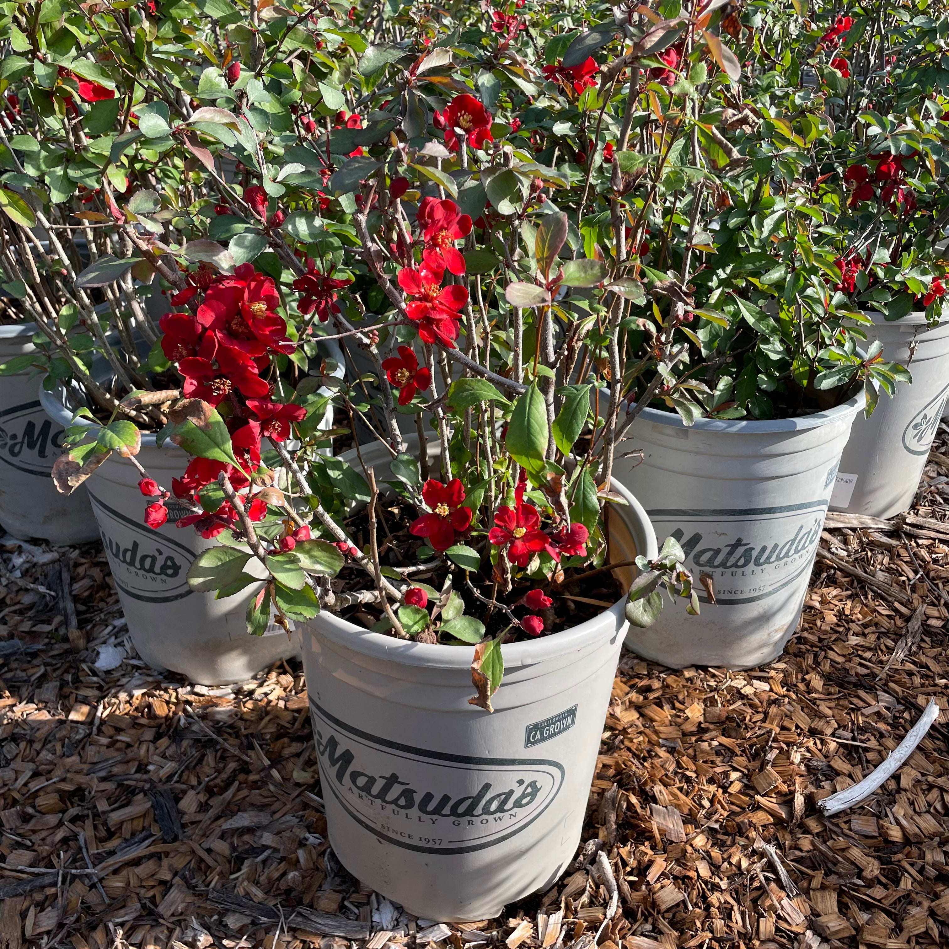 Texas Scarlet Flowering Quince