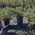 Texas Scarlet Flowering Quince