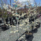 Texas White Redbud