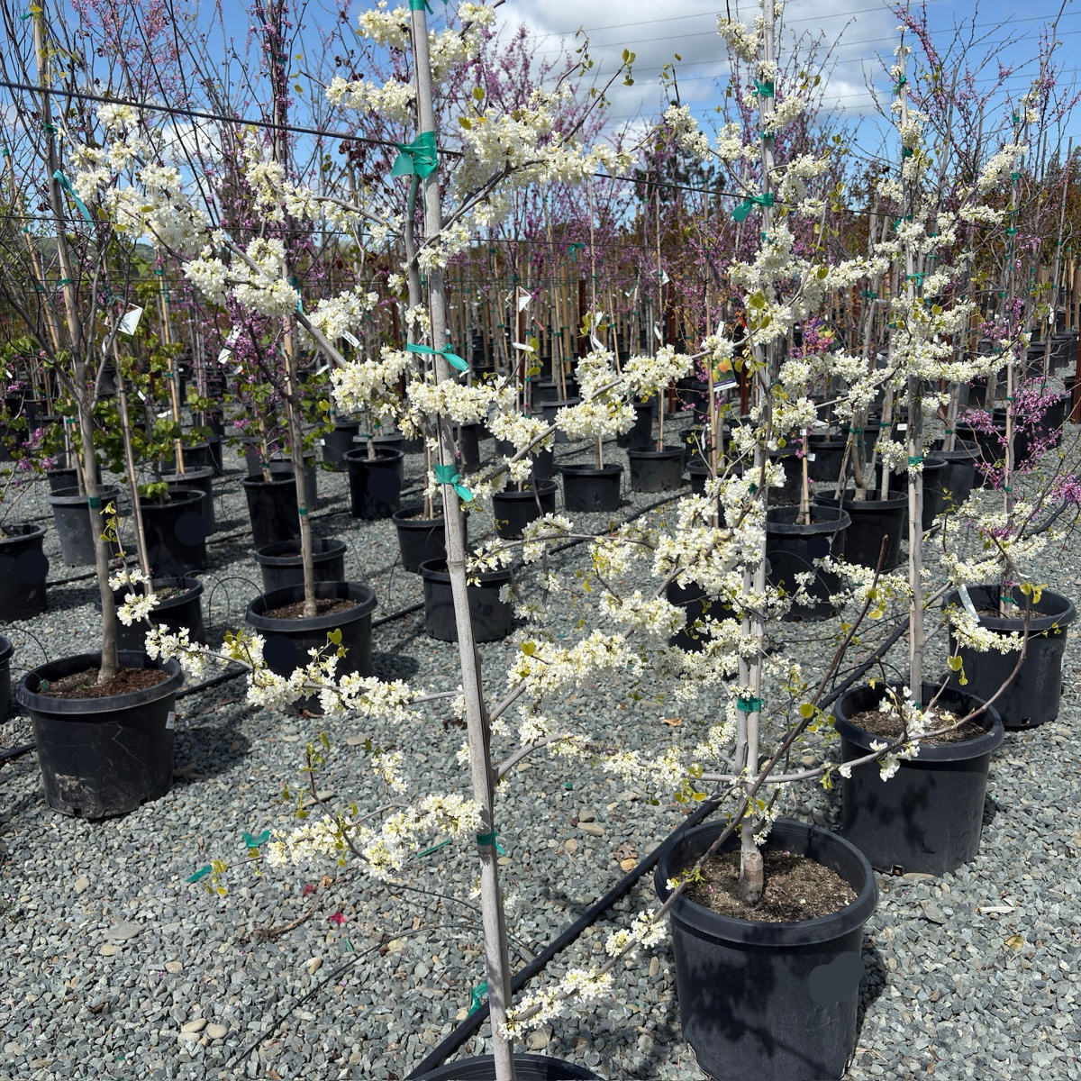 Texas White Redbud