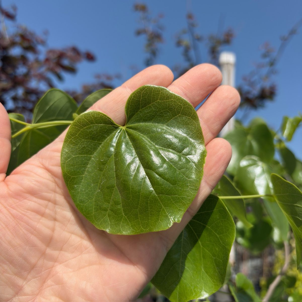 Texas White Redbud