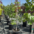 Texas White Redbud