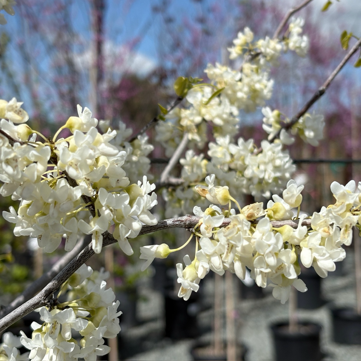 Texas White Redbud