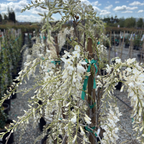 Texas White Wisteria