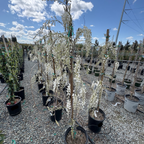 Texas White Wisteria