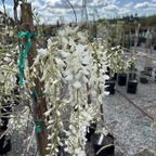 Texas White Wisteria