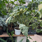 Thai Constellation Monstera