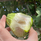 Thai White Guava