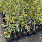 Thai White Guava