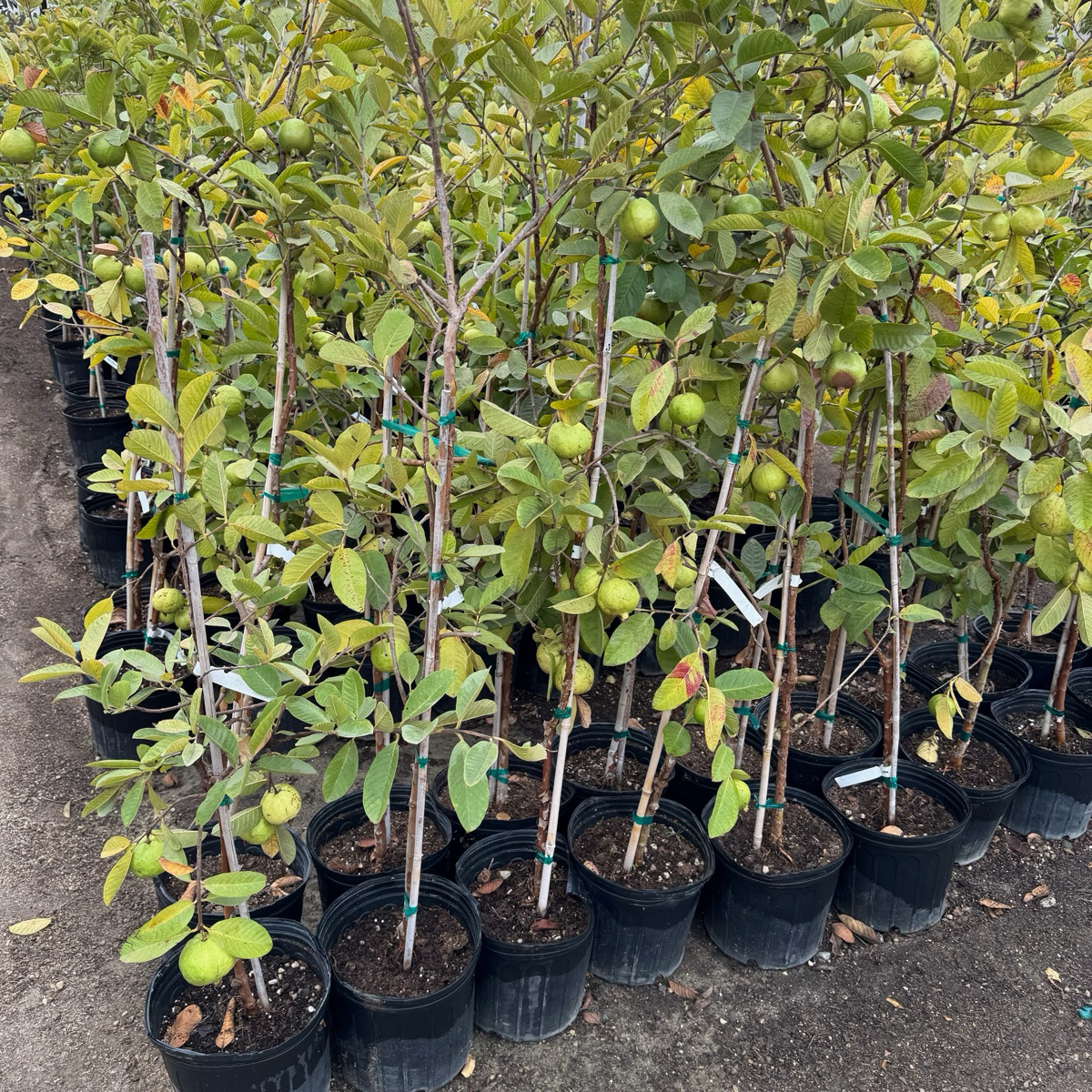 Thai White Guava