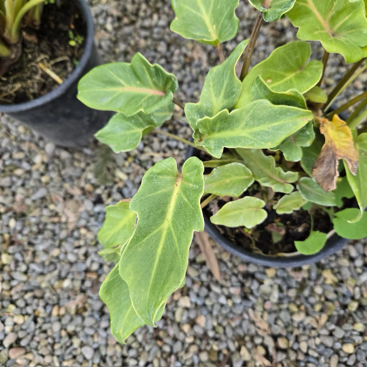Small potted Thaumatophyllum xanadu plant with green leaves on a gravel surface