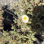 The Bride Sunrose