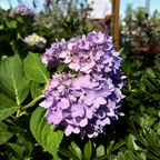 The Original ES® Hydrangea