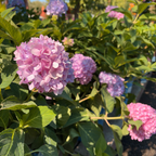 The Original ES® Hydrangea