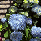 The Original ES® Hydrangea