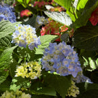 The Original ES® Hydrangea