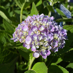 The Original ES® Hydrangea