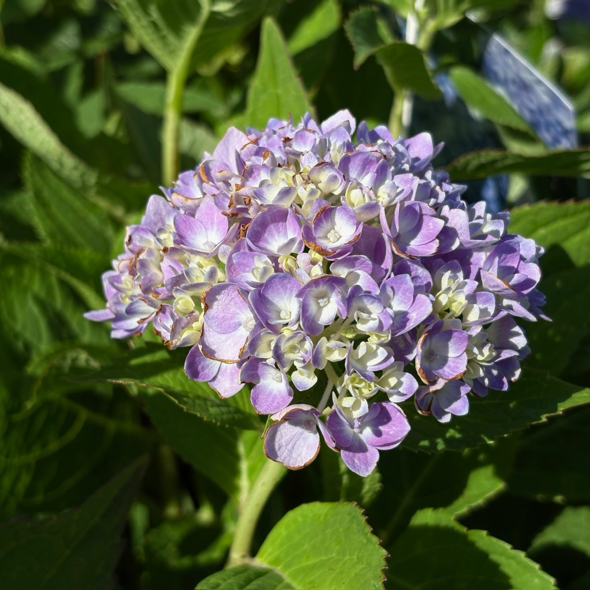 The Original ES® Hydrangea