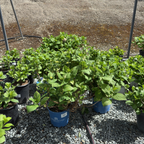 The Original ES® Hydrangea